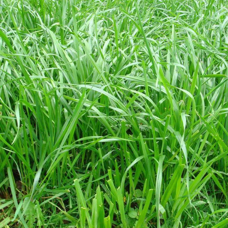 夏天种什么草喂鱼？