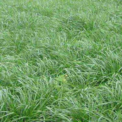 夏天种什么草喂鱼？