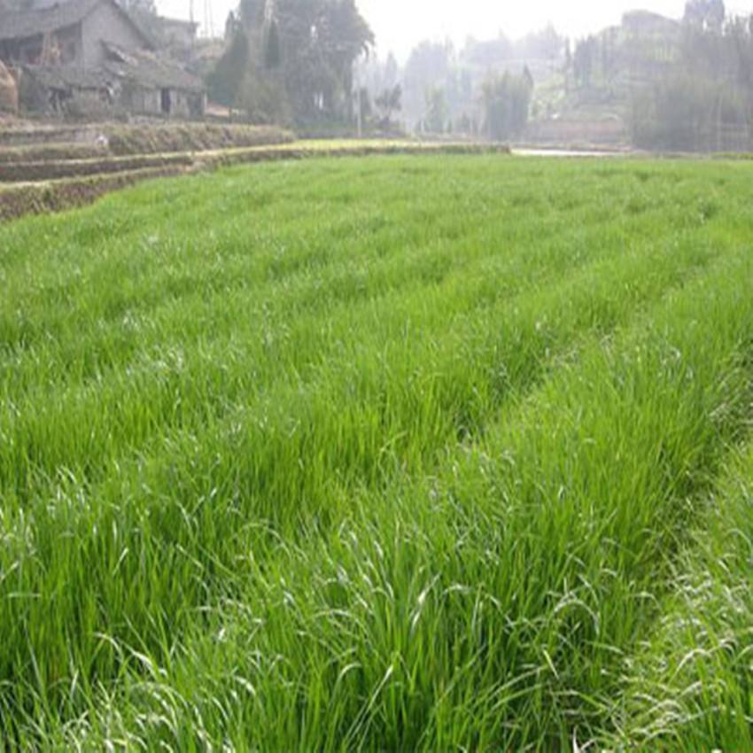 六月养草鱼种什么草好