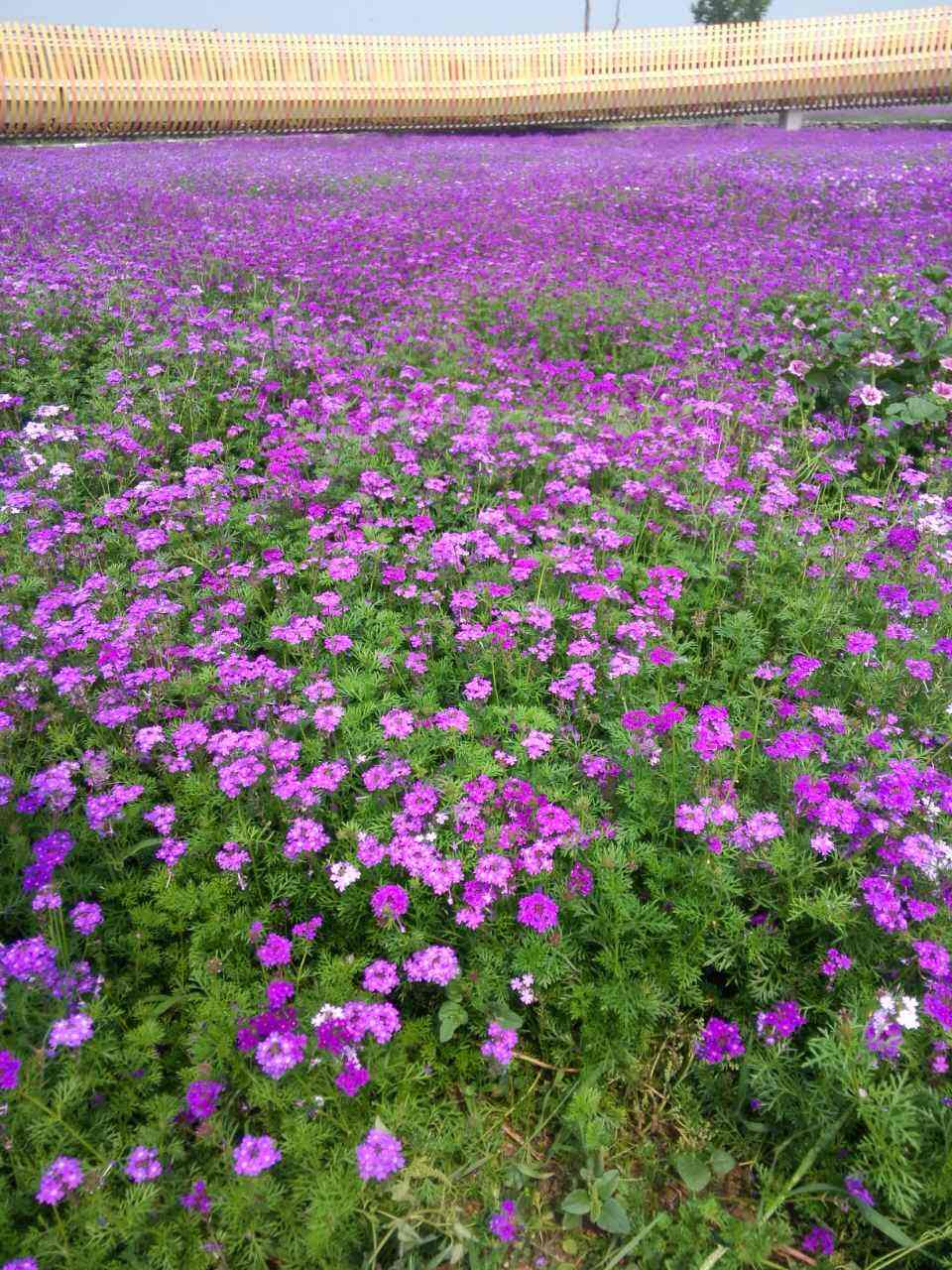 种什么草让果园不用去除杂草