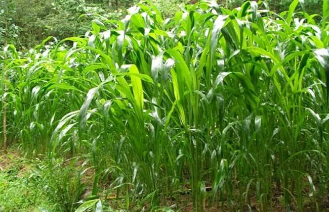 养兔适合种什么草，哪种牧草种子好管理？