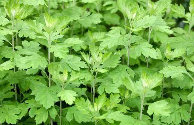 苹果园适合种什么草以草治草?