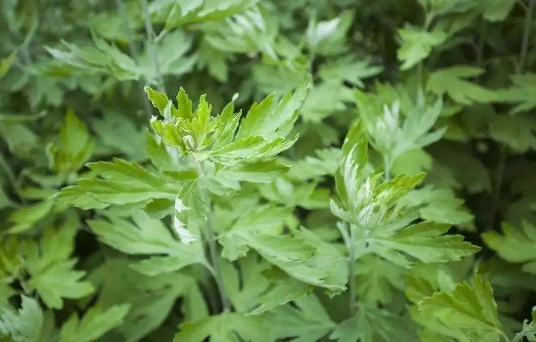 苹果园适合种什么草以草治草?