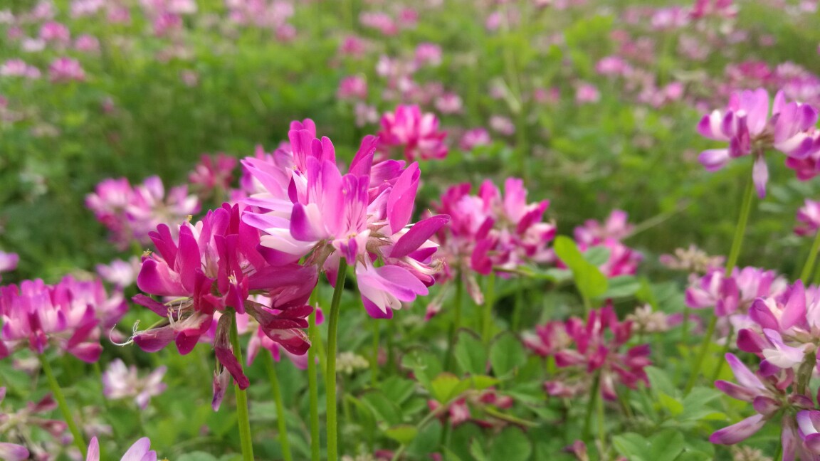 苹果园适合种什么草以草治草?