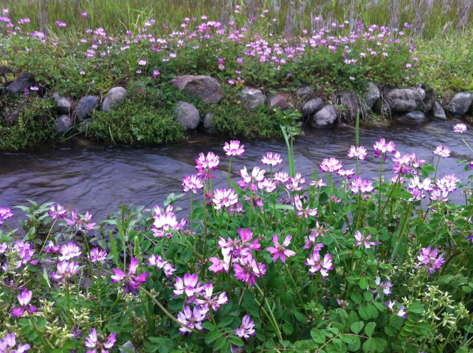 苹果园适合种什么草以草治草?