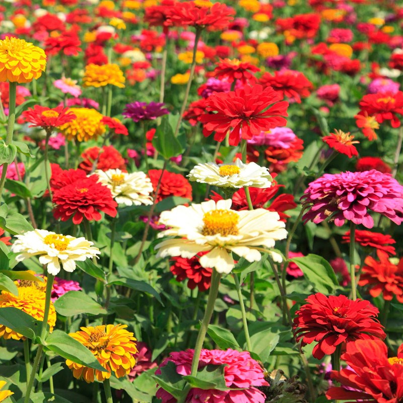 花海花卉种子价格
