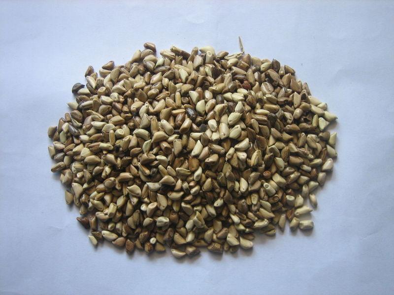 种什么草喂鸵鸟养殖种草