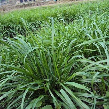圈养鸡种什么草河北适合种植的牧草