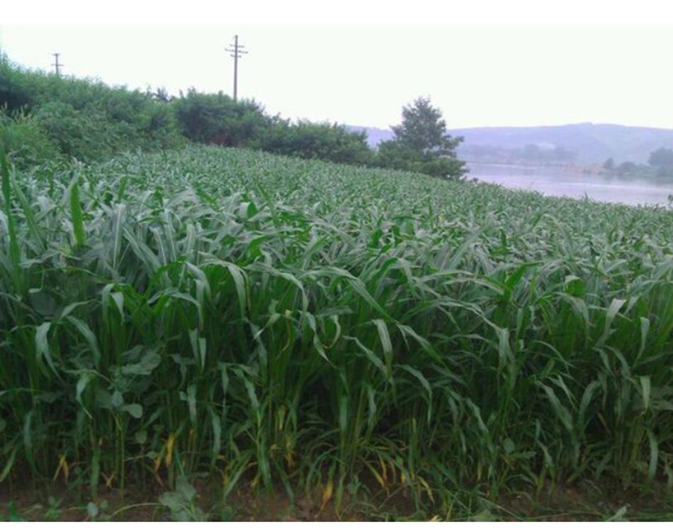 四川种什么草可以喂牛羊驴，牧草种子