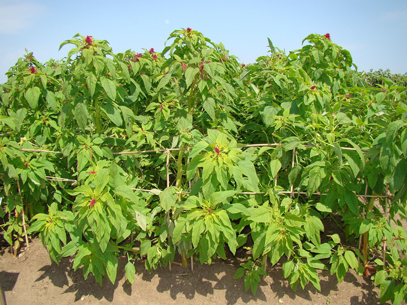 夏天养羊种什么草给羊吃？