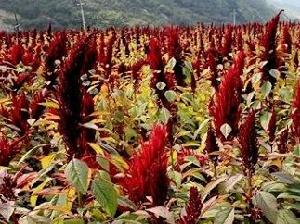 夏天养羊种什么草给羊吃？