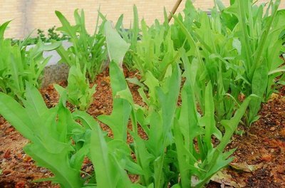 夏季养鹅种什么草 ***