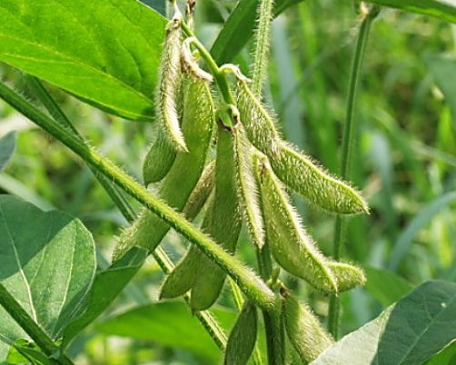 兔子是食草动物，所以它们不能纯粹用蔬菜喂养。他们需要喂一些草，以确保他们正常的生长和发育，并保持他们的身体健康。选择牧草时，应选用香蒲草，燕麦草，紫苜蓿，青蒿。 猫尾草，又称兔尾草，是一种豆科草本植物。它的生长环境需要高温和土壤。它只能在相对合适的环境条件下正常生长。香蒲草具有株高，多叶，高产稳产，适口性好，营养丰富等特点，可以满足野兔生长所需的一些营养成分，具有良好的营养价值，可用于饲养野兔。 Yanmaigrass是一种禾本科植物，对生长环境和土壤条件要求较低。它易于种植和生长，可以生产更多的蛋白质和粗纤维，含糖量高，并具有良好的适口性。它适用于新鲜饲料和青贮饲料，是常用的饲料之一。 紫苜蓿是豆科家族中最常见和常用的禾本科植物之一。由于其低生长要求和高营养成分，它广泛用于饲养家禽，牲畜和其他食草动物。它也是喂养野兔的最合适的饲料种类之一。 最后是青蒿，它是一种复合草本植物。生长要求低，易于种植，营养价值高。由于青蒿具有较强的抗***能力，因此用青蒿饲养野兔，可使野兔产生较好的抗***性，是少有的良好饲料之一。