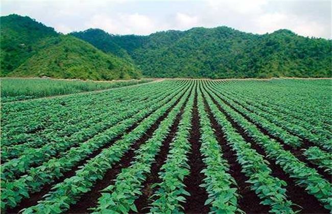 养野兔种什么草好