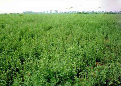 野兔吃的牧草有哪些品种？牧草种植技术