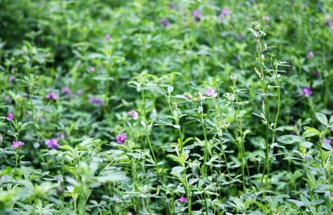 养殖野兔冬季种植什么牧草好？