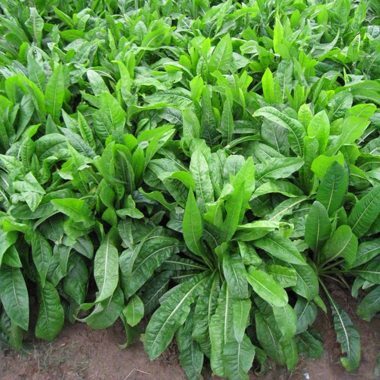 牛羊适合种什么草？天津地区可以种植的牧草有哪些？
