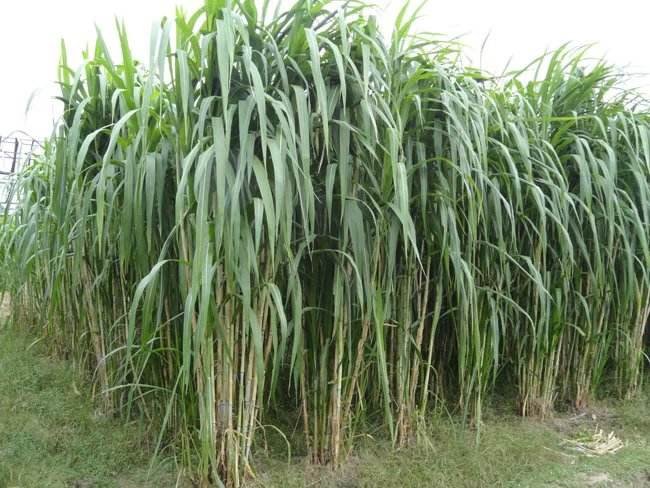 夏天养鹅种什么草牧草种植湖北夏天养鹅种植什么牧草