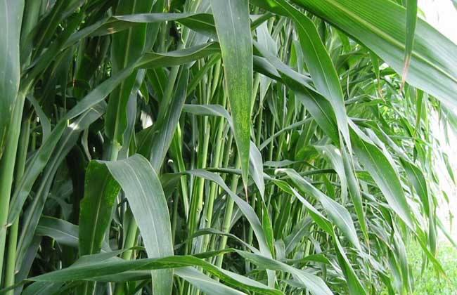 夏天养鹅种什么草牧草种植湖北夏天养鹅种植什么牧草