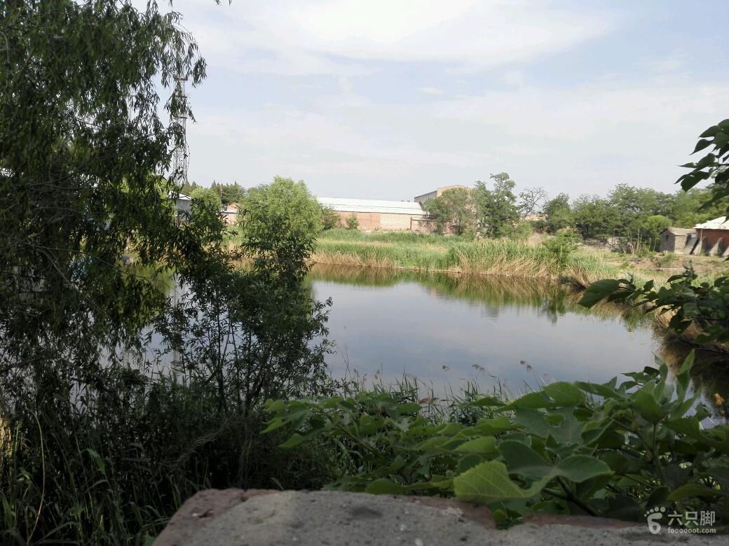 水库护坡种什么草***