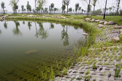 水库护坡种什么草***