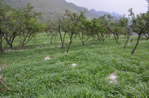 花椒地种什么草***