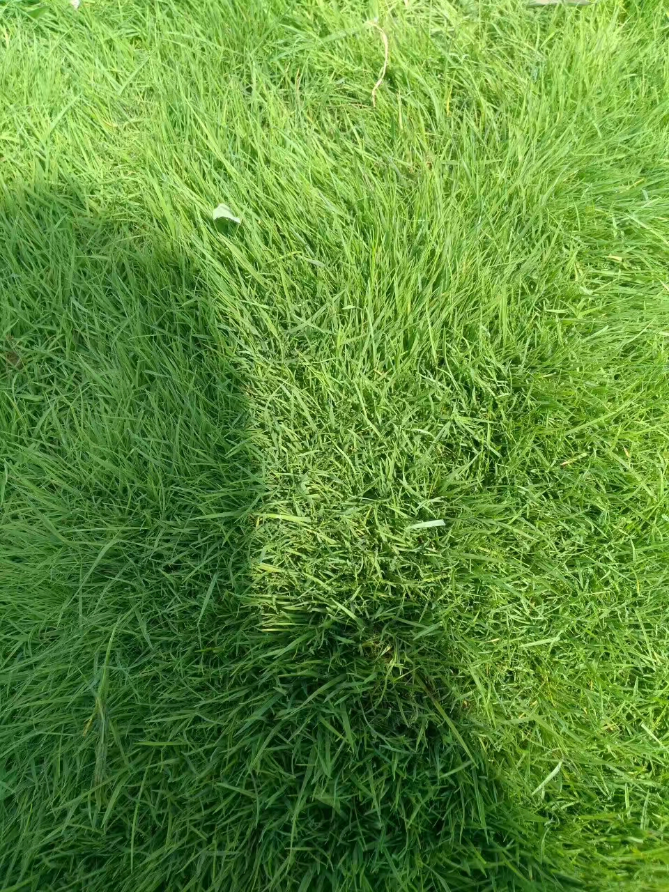 冬天适合种什么草坪好