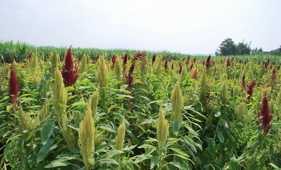 盐碱地适合种什么牧草，可以喂猪的牧草