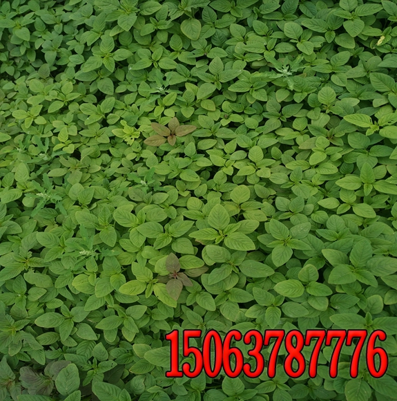 草坪种子的价格