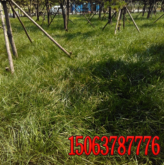 绿化草坪草种价格大全