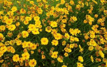 湖北波斯菊种子批发价格是多少着急用