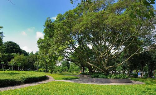 乡村绿化种植方案