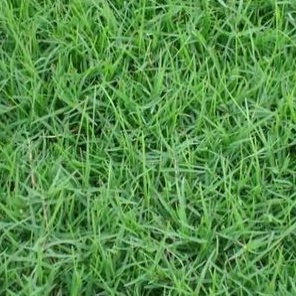 美丽乡村建设种植什么景观草籽