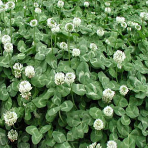 美丽乡村建设种植什么植物好