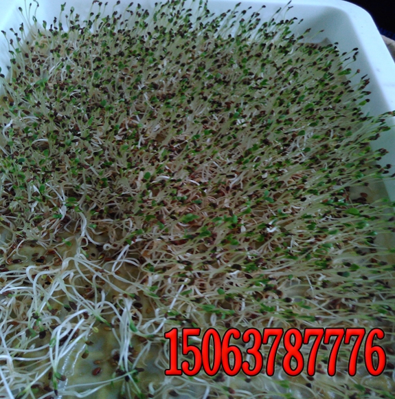 沙漠复绿种植什么好