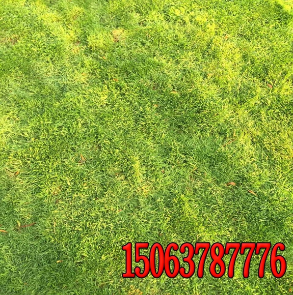 草坪种子黑麦草护坡草籽
