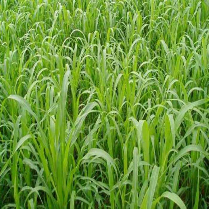 养牛、羊、鱼的优质牧草－－高丹草