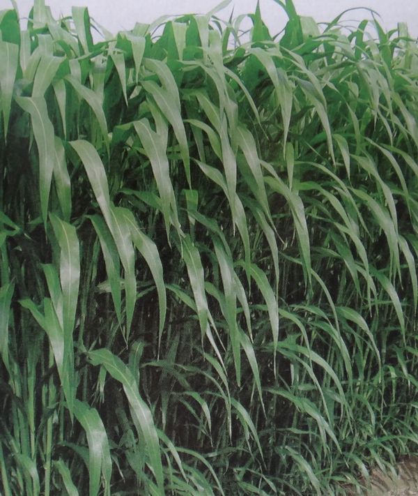 养牛、羊、鱼的优质牧草－－高丹草