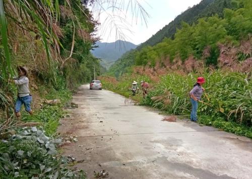 乡村道路路肩草种