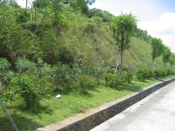 高速公路护坡草坪种子供应商
