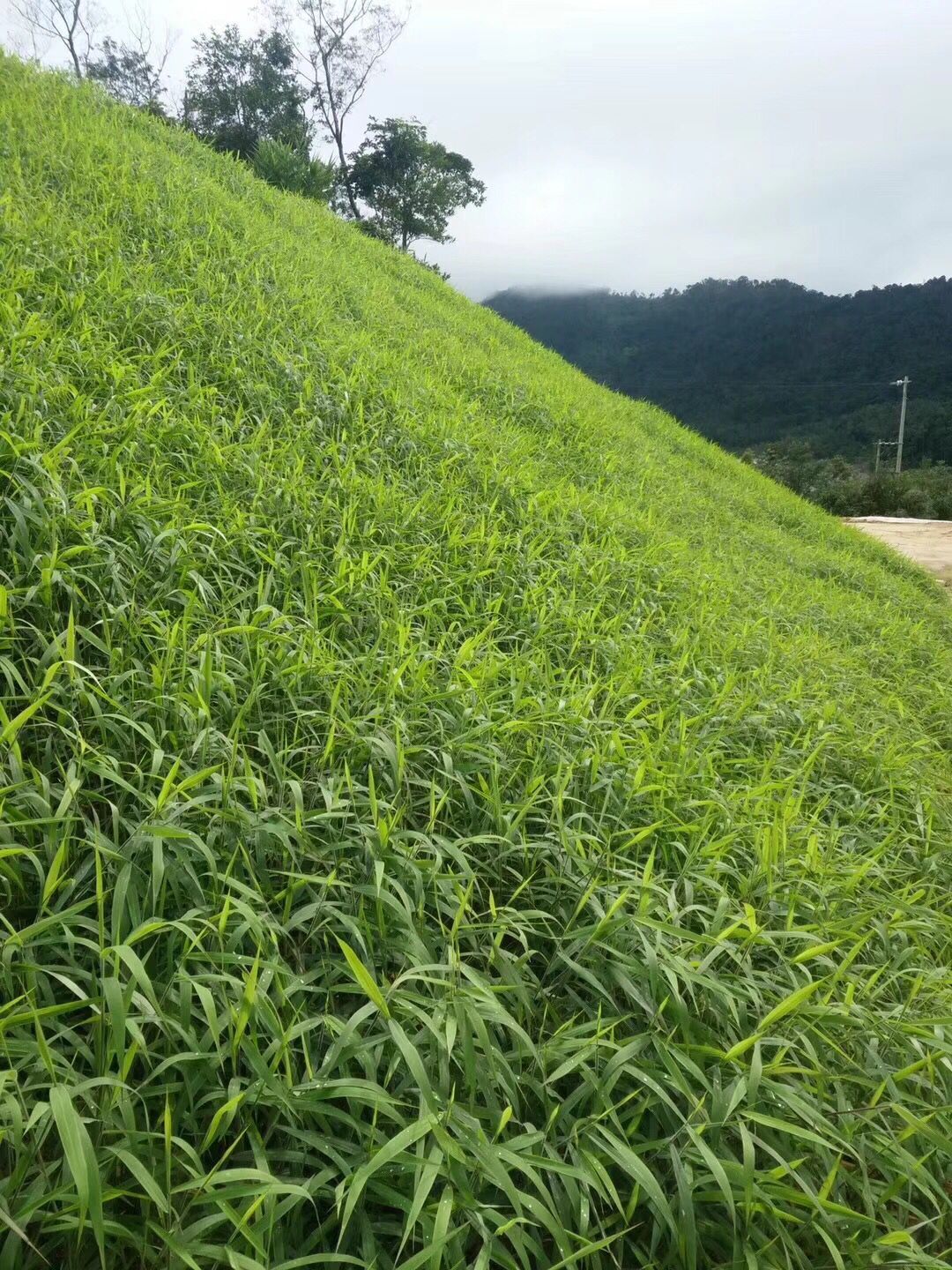 河北道路护坡种子牧草种子批发