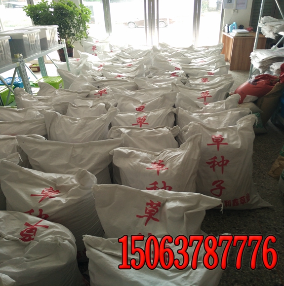 高速公路铁路护坡草种狗牙根批发找谁
