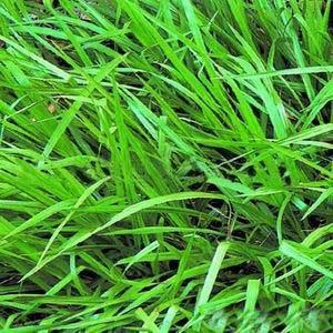 护坡专用草籽 百喜草