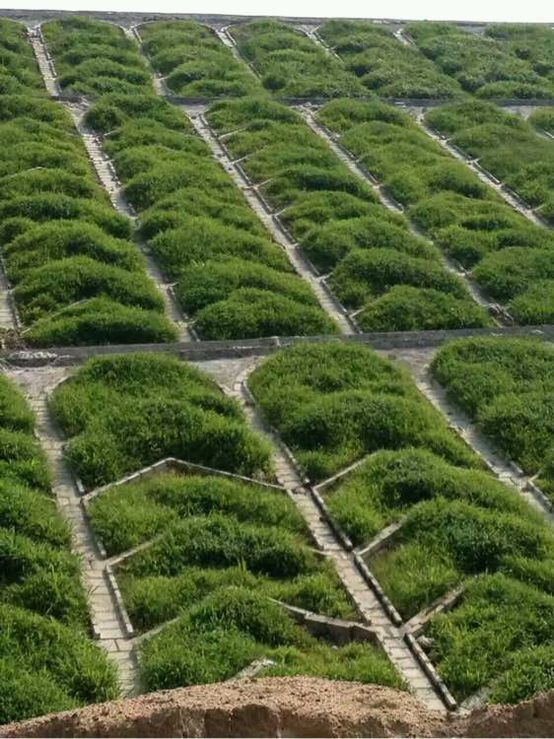 护坡草籽百喜草 种子