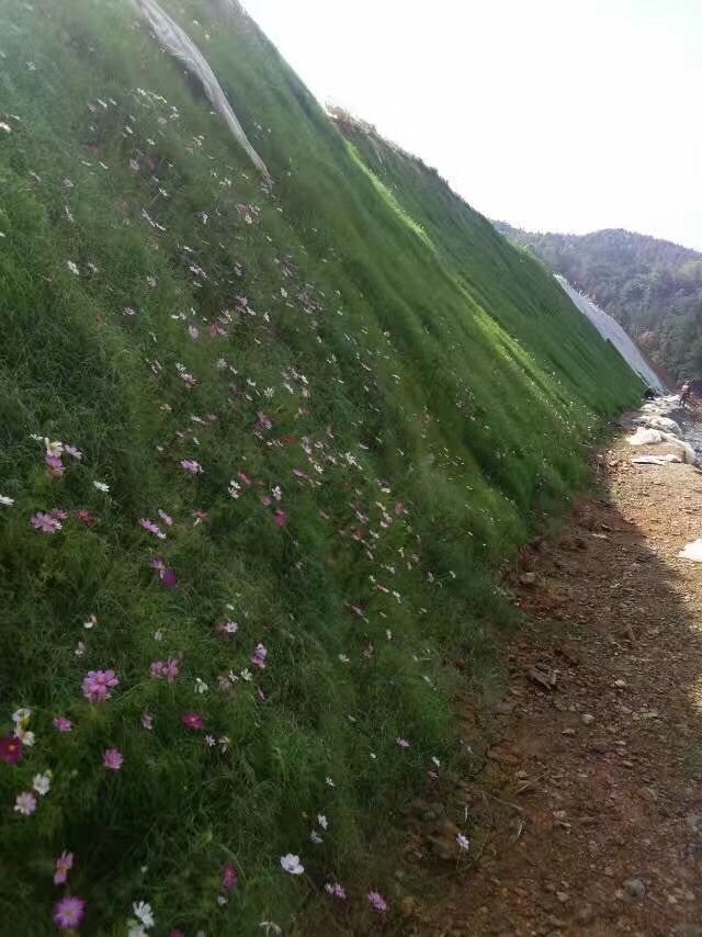 西藏批发湖堤护坡草籽种子价格