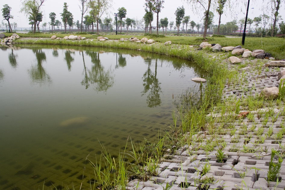 河道护坡草坪草种