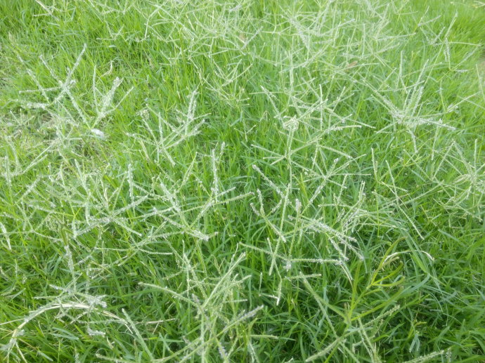 广西优质护坡草种狗牙根批发价格
