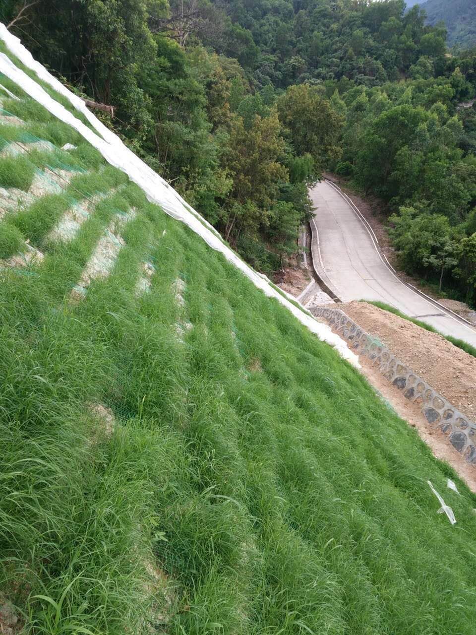 梁山县公路护坡草种种哪种好