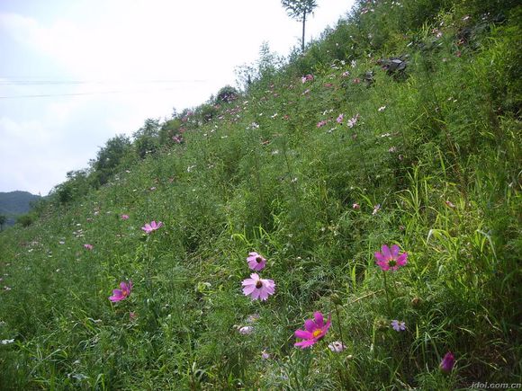 梁山县公路护坡草种种哪种好