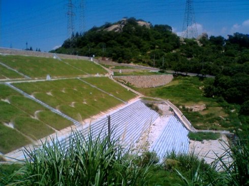鄄城狗牙根草坪种子护坡草坪
